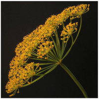 Ar aneth bio fruit 7504