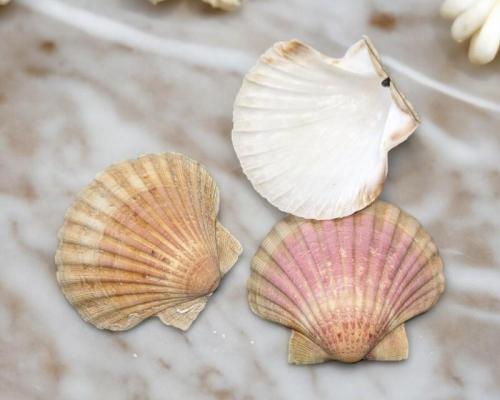 Pxl 20240612 141630300 photoroom